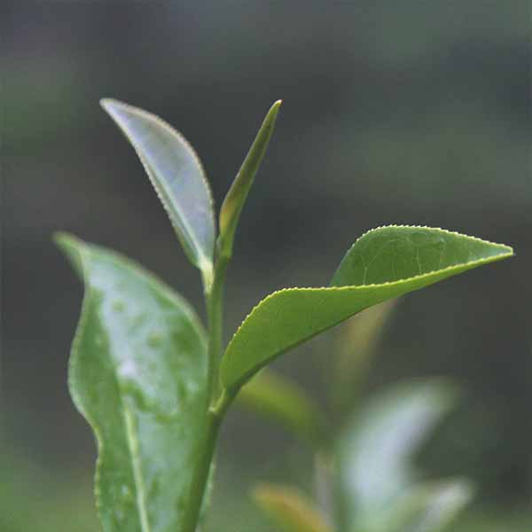 Top Green Tea Wholesalers in the Market