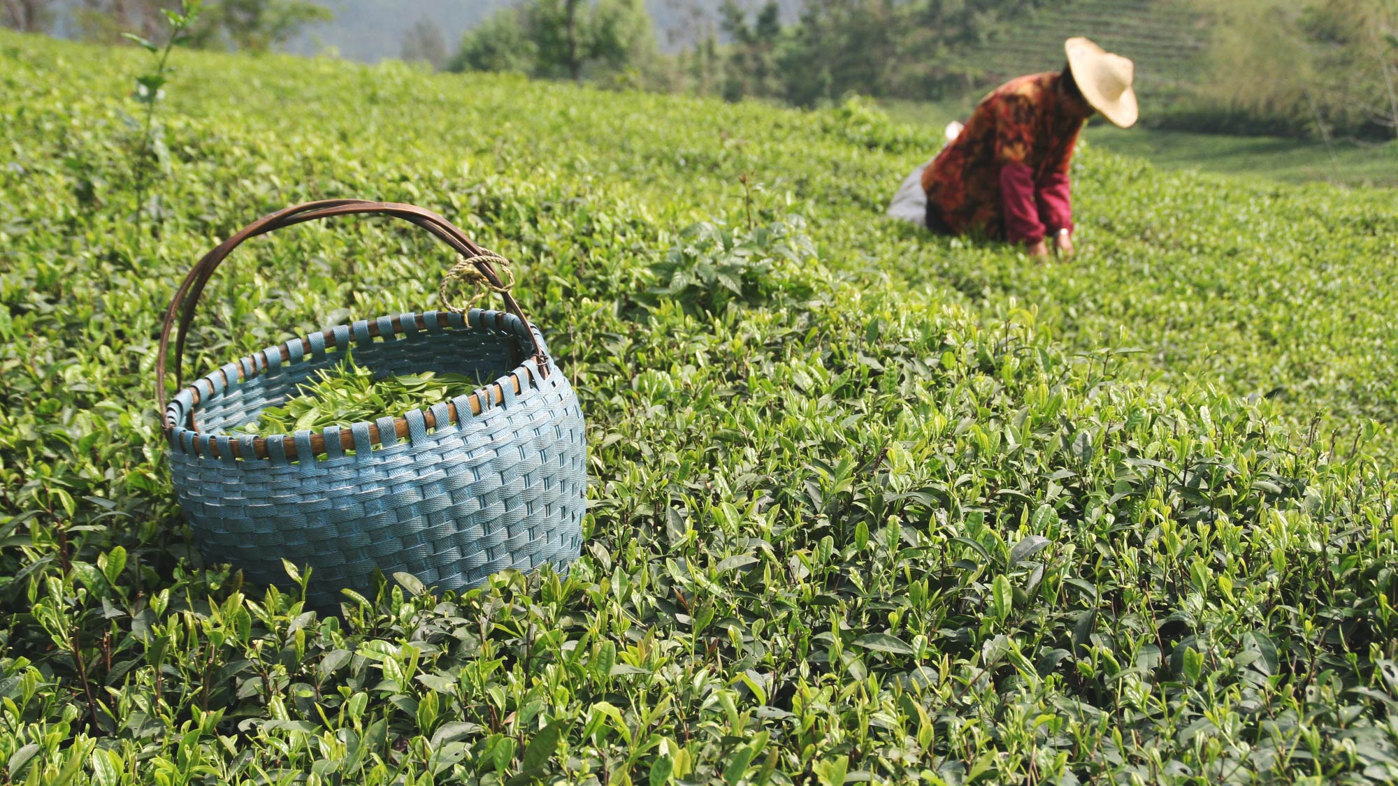 Chinese Whole Leaf Green Tea | Rare Tea Company